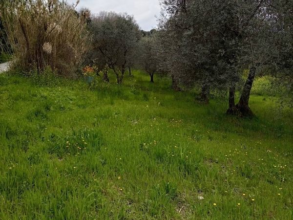 Terreno Larino, CB Vendita - Foto 2