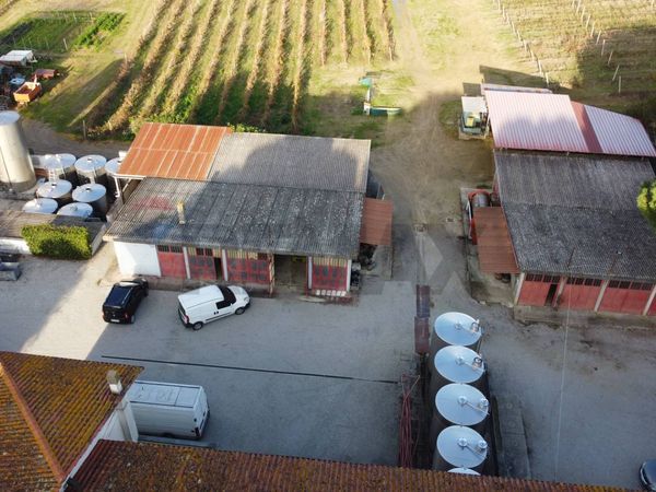 Azienda Agricola Sant'Andrea, Empoli, FI Vendita - Foto 3
