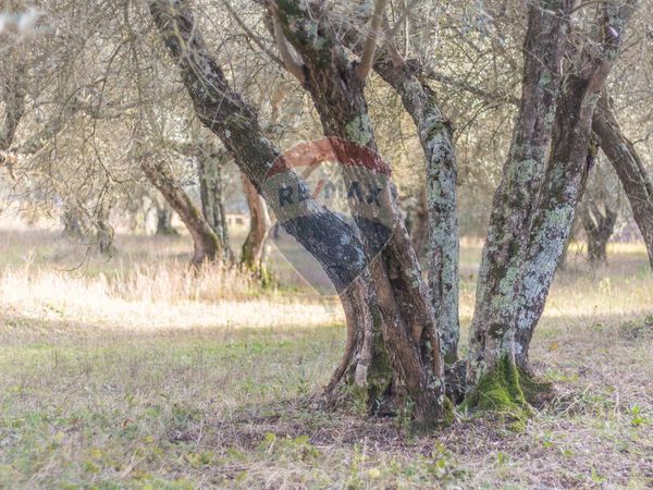 Cascina/Casale Vetralla, VT Vendita - Foto 4
