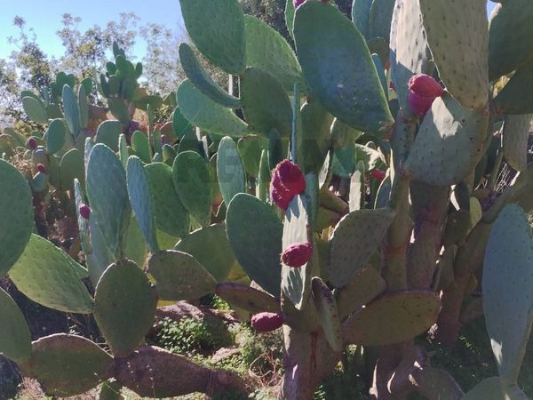 Villa singola Roccalupa, Ragalna, CT Vendita - Foto 4