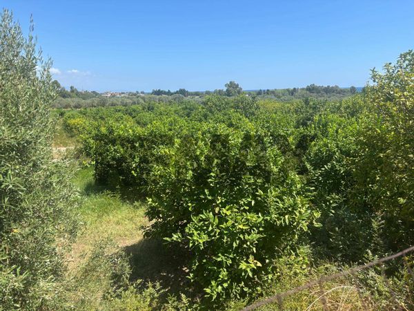 Terreno Bianco, RC Vendita - Foto 3