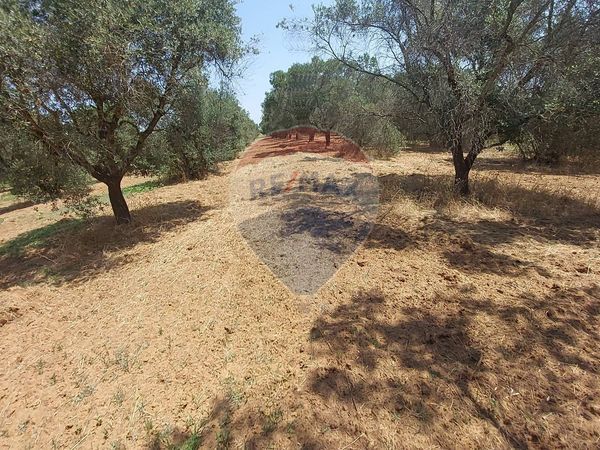 Rustico Galatina, LE Vendita - Foto 4