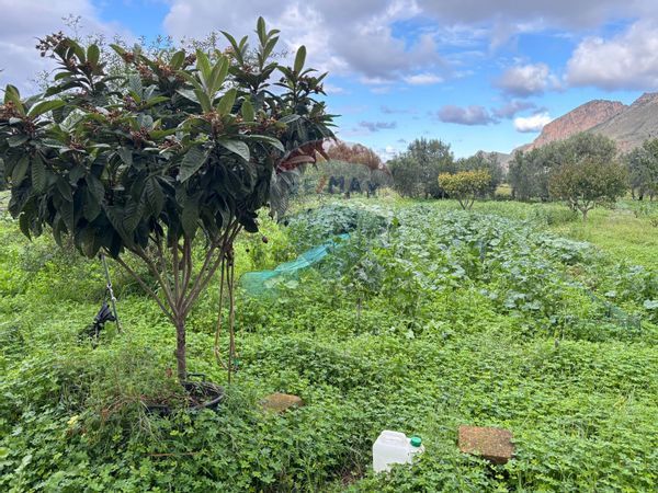 Villa singola Terrasini, PA Vendita - Foto 4