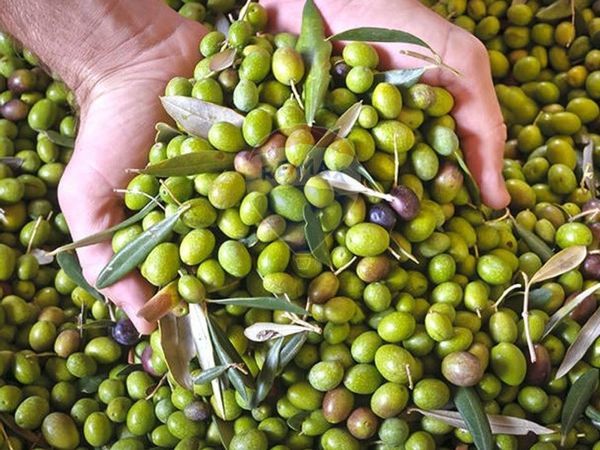 Terreno Diano Castello, IM Vendita - Foto 3