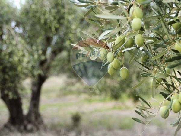 Terreno Diano Castello, IM Vendita