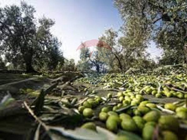 Terreno Marginone, Altopascio, LU Vendita - Foto 3