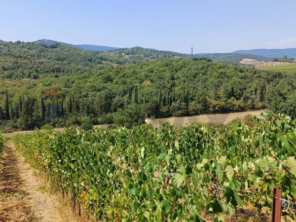 Terreno Suvereto, LI Vendita - Foto 4