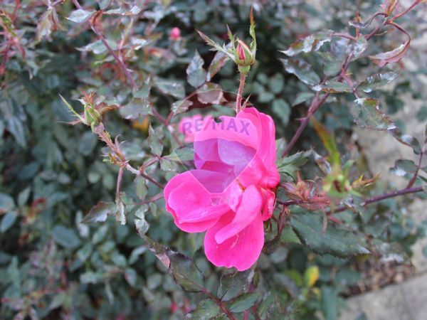 Villa a schiera Poggio Giubbiani, Reggello, FI Vendita - Foto 4