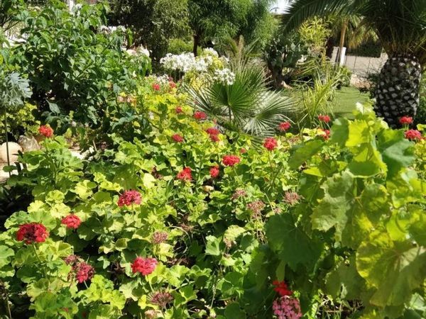 Villa singola Sampieri, Scicli, RG Vendita - Foto 4