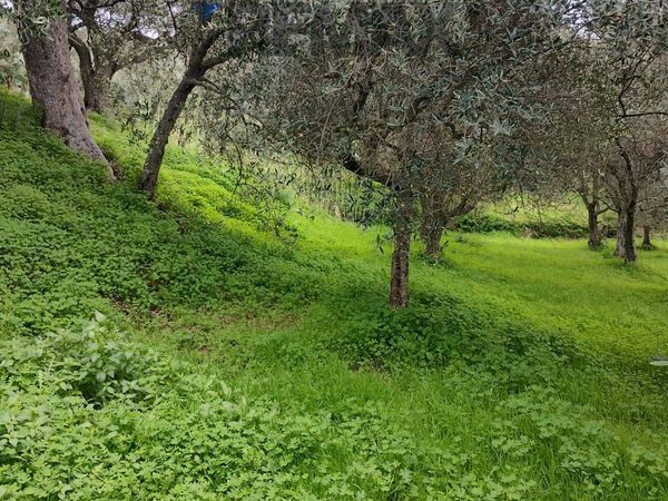 Terreno Ficarra, ME Vendita - Foto 2