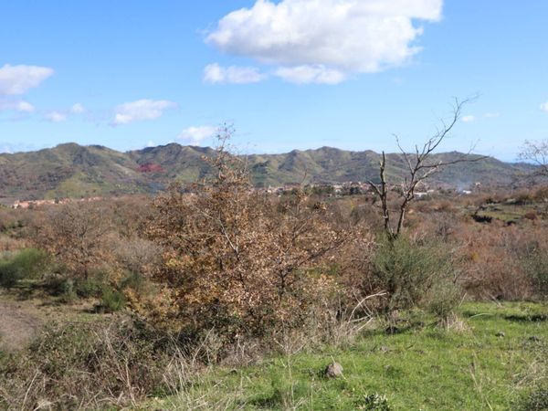 Terreno Edificabile Linguaglossa, CT Vendita - Foto 4