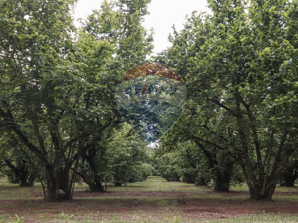 Cascina/Casale Capranica, VT Vendita - Foto 3