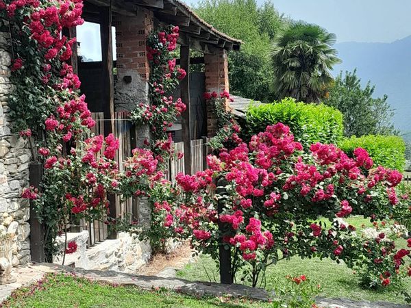Ristorante Piantà, Villar Pellice, TO Vendita