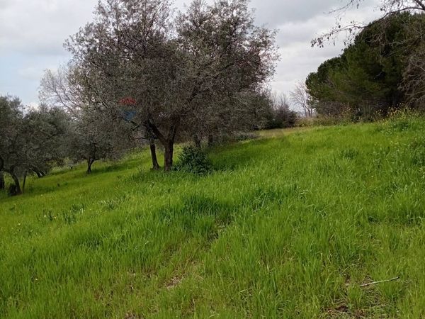 Terreno Larino, CB Vendita - Foto 4