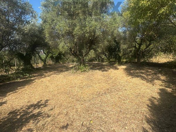 Villa o villino Velletri, RM Vendita - Foto 3
