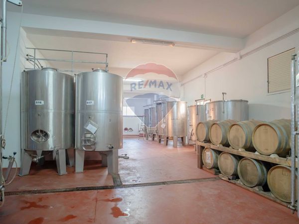 Azienda Agricola Copertino, LE Vendita - Foto 4