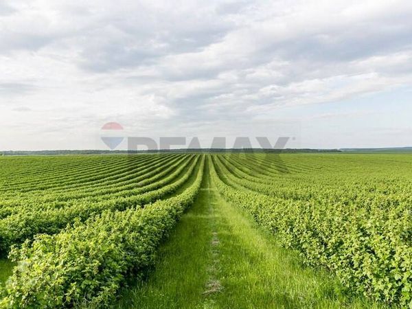 Terreno Edificabile Campodoro, PD Vendita - Foto 2