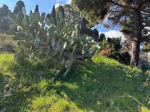Terreno Ganzirri, Messina, ME Vendita - Foto 3