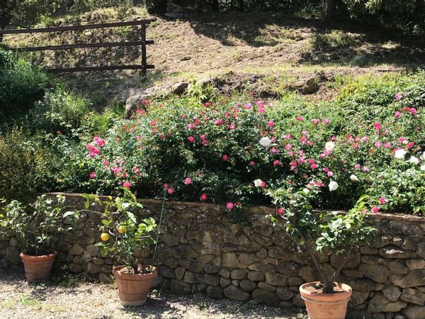 Villetta bifamiliare Capraia e Limite, FI Vendita - Foto 4