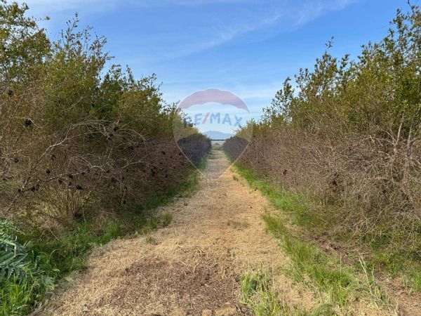 Terreno Metaponto, Bernalda, MT Vendita - Foto 4