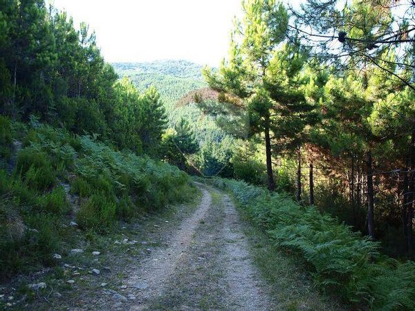 Terreno Vicopisano, PI Vendita