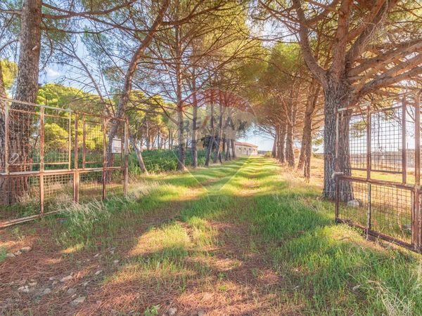 Cascina/Casale Campagna Montalto Di Castro, Montalto di Castro, VT Vendita - Foto 3