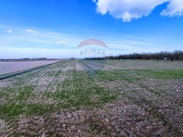 Terreno Segezia, Foggia, FG Vendita - Foto 3