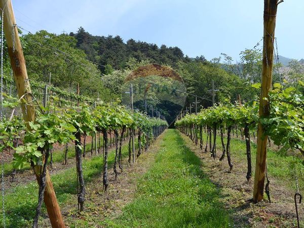 Cascina/Casale Zandobbio, BG Vendita - Foto 4