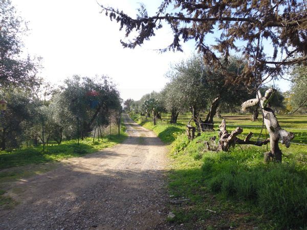 Terreno Pisticci, MT Vendita