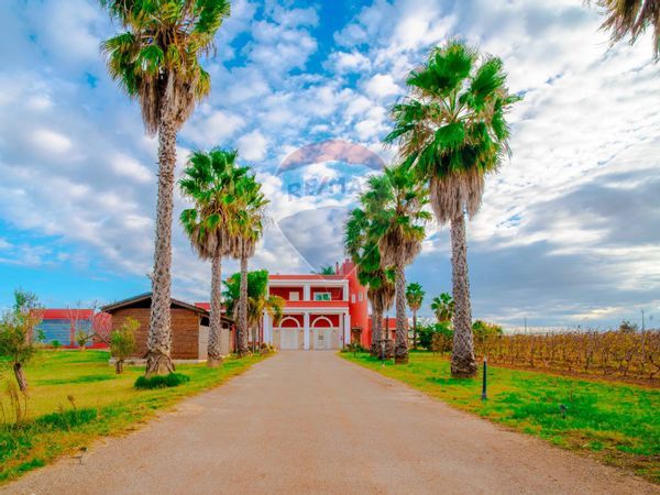 Azienda Agricola Copertino, LE Vendita