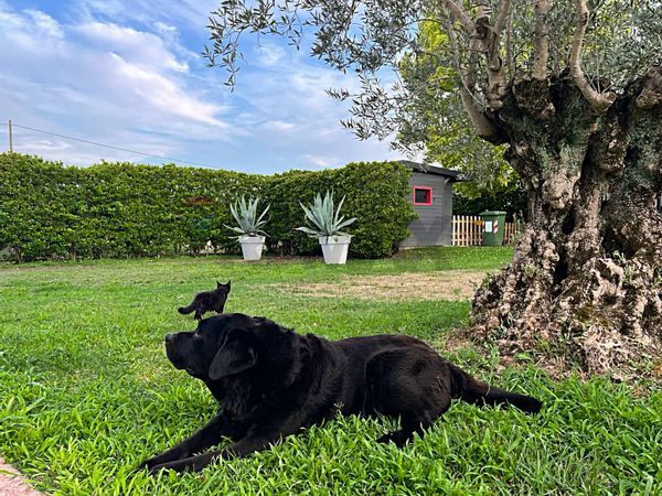 Villa singola Selvazzano Dentro, PD Vendita - Foto 3