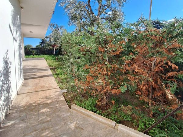 Appartamento Noicattaro, BA Affitto