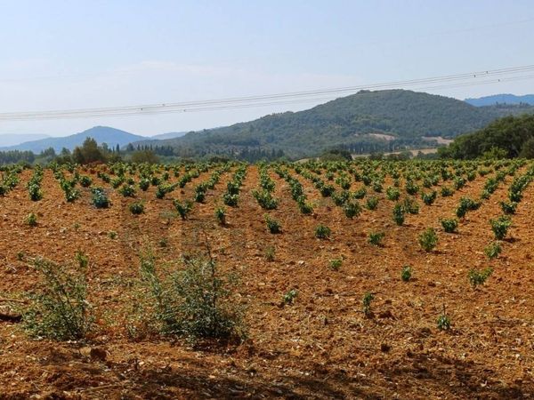 Terreno Suvereto, LI Vendita - Foto 3