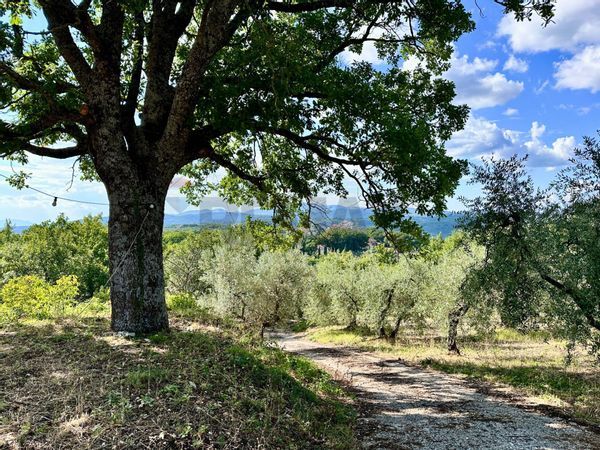 Villa singola Oliveto, Torricella in Sabina, RI Vendita - Foto 4