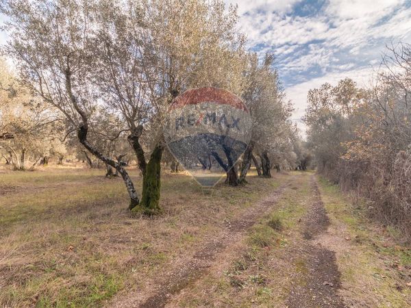 Cascina/Casale Vetralla, VT Vendita - Foto 3