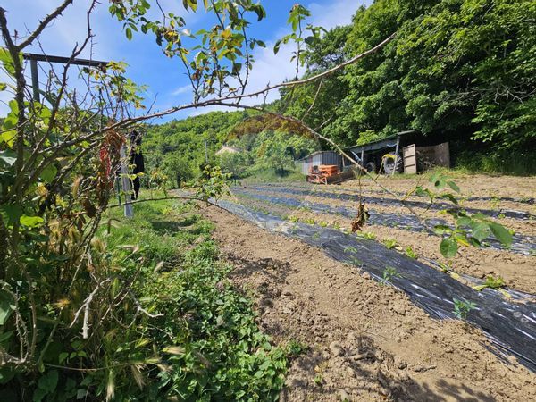 Cascina/Casale Sassetta, LI Vendita - Foto 2