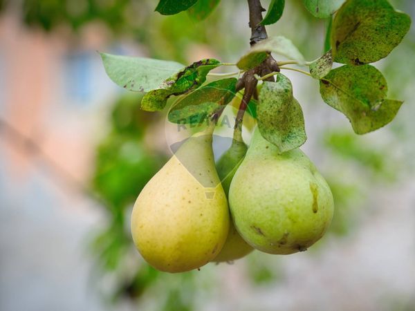 Casa Indipendente Cerreto, Miglianico, CH Vendita - Foto 4