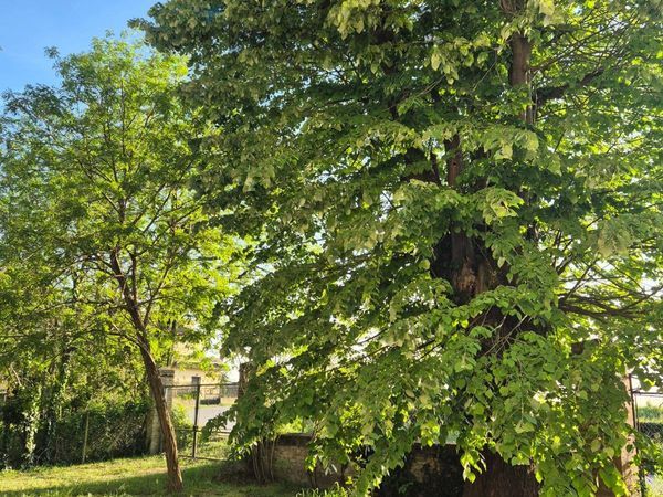 Villetta bifamiliare San Luca, Tribano, PD Vendita - Foto 3