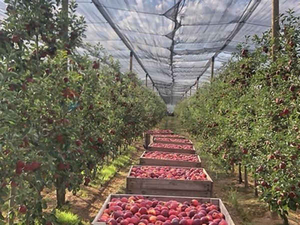 Azienda Agricola Lugo, RA Vendita