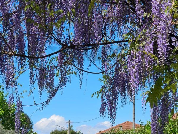 Villa singola Biandronno, VA Vendita - Foto 2