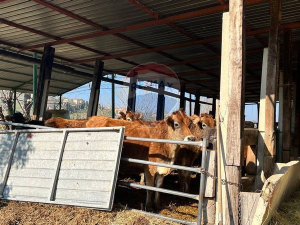 Cascina/Casale Montecarotto, AN Vendita - Foto 4