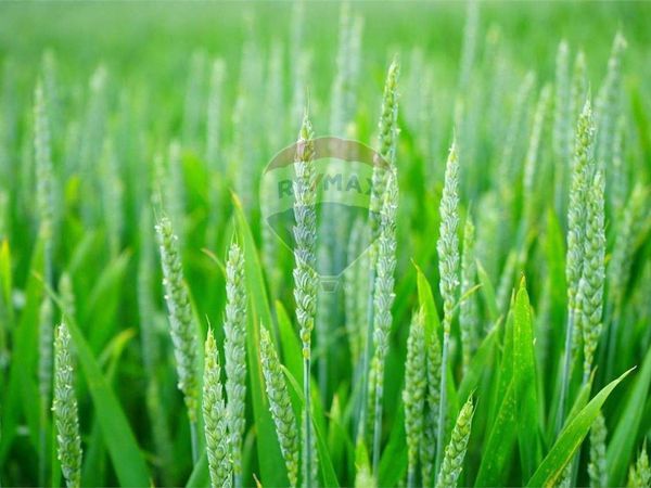 Terreno Serravalle, SM Vendita - Foto 4