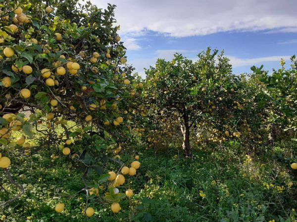Cascina/Casale Fanusa, Siracusa, SR Vendita - Foto 2