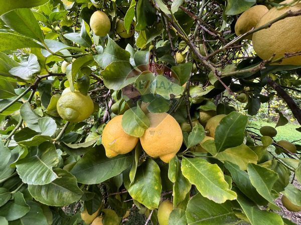 Villa singola Ariccia, RM Vendita - Foto 3