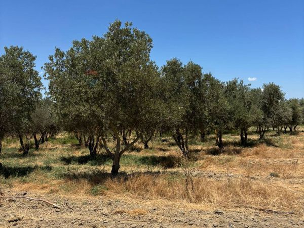 Villa o villino Sibari, Cassano all'Ionio, CS Vendita - Foto 4