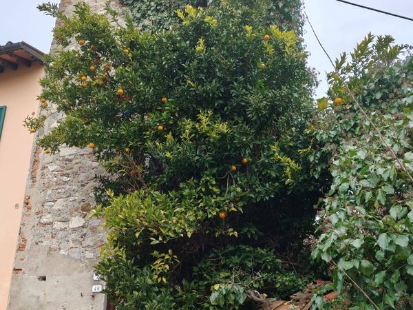 Rustico Sant'Angelo in Campo, Lucca, LU Vendita - Foto 2