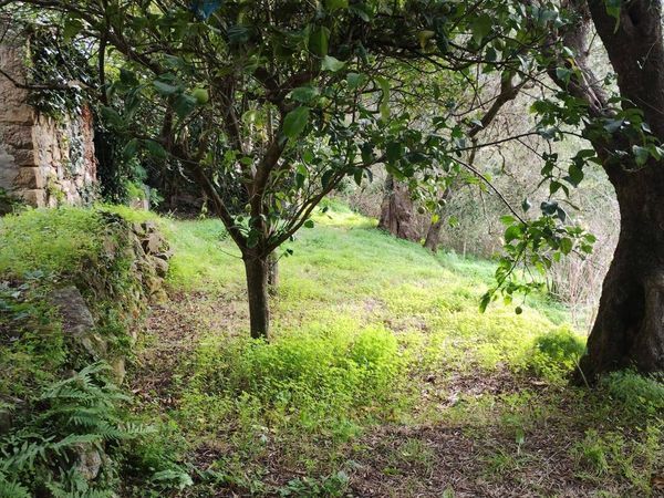 Terreno Ficarra, ME Vendita - Foto 3