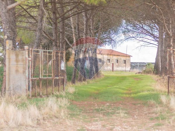 Cascina/Casale Campagna Montalto Di Castro, Montalto di Castro, VT Vendita - Foto 4