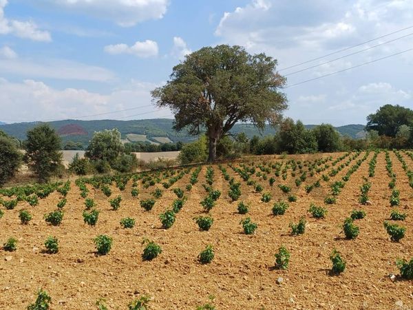 Terreno Suvereto, LI Vendita - Foto 2