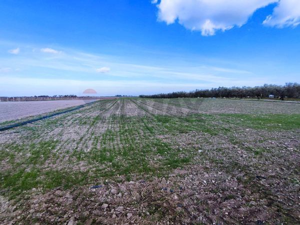 Terreno Segezia, Foggia, FG Vendita - Foto 3